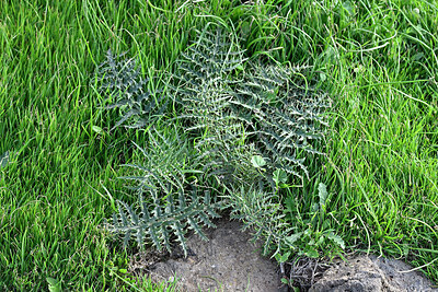 BUITEN BEELD Foto: 449369