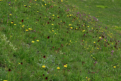 BUITEN BEELD Foto: 449386