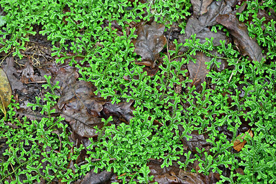 BUITEN BEELD Foto: 449394