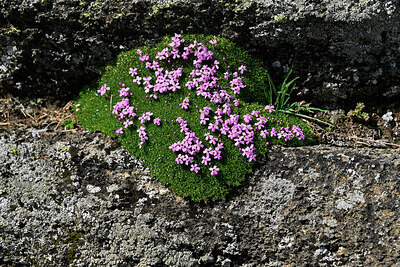 BUITEN BEELD Foto: 449405