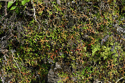 BUITEN BEELD Foto: 449414