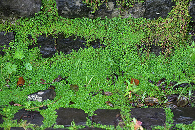 BUITEN BEELD Foto: 449426