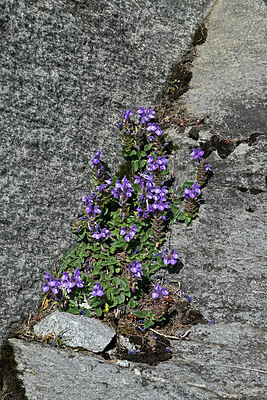 BUITEN BEELD Foto: 449428