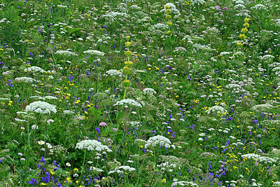 BUITEN BEELD Foto: 449432