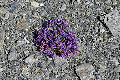 BUITEN BEELD Foto: 449448