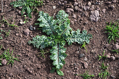 BUITEN BEELD Foto: 449462