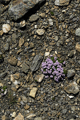 BUITEN BEELD Foto: 449482