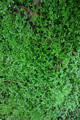 BUITEN BEELD Foto: 449483