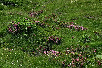 BUITEN BEELD Foto: 449485