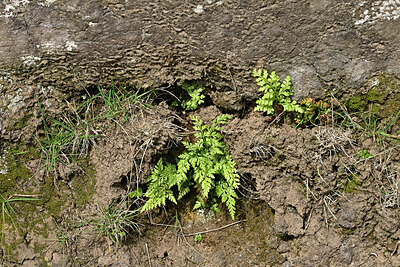 BUITEN BEELD Foto: 449487