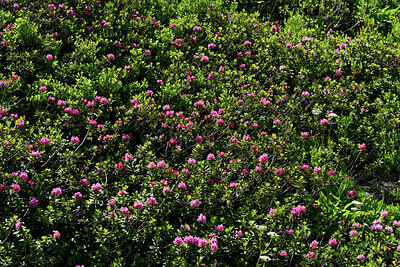 BUITEN BEELD Foto: 449488