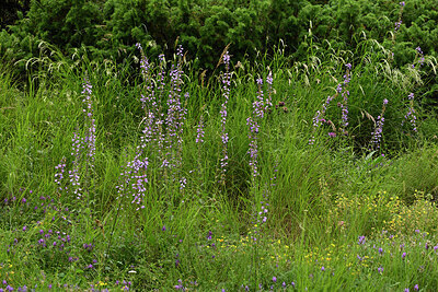 BUITEN BEELD Foto: 449512