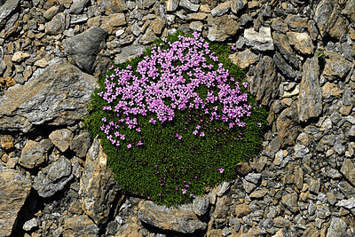 BUITEN BEELD Foto: 449528