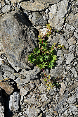 BUITEN BEELD Foto: 449532