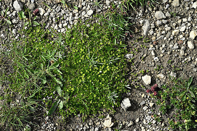 BUITEN BEELD Foto: 449533