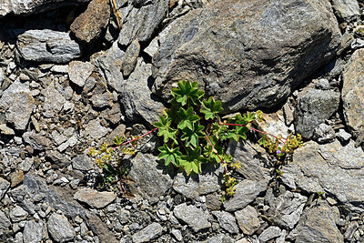 BUITEN BEELD Foto: 449550