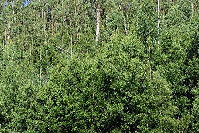 BUITEN BEELD Foto: 449565