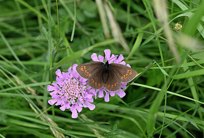 BUITEN BEELD Foto: 449567