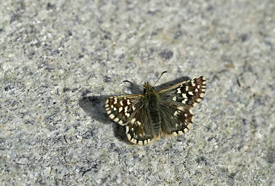 BUITEN BEELD Foto: 449568
