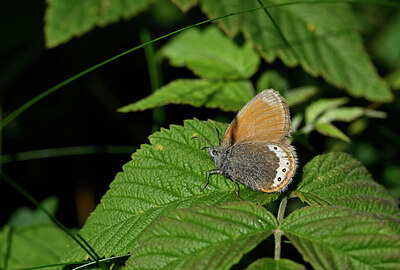 BUITEN BEELD Foto: 449569