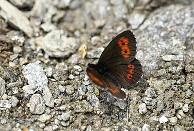 BUITEN BEELD Foto: 449570