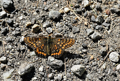 BUITEN BEELD Foto: 449572