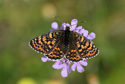 BUITEN BEELD Foto: 449574