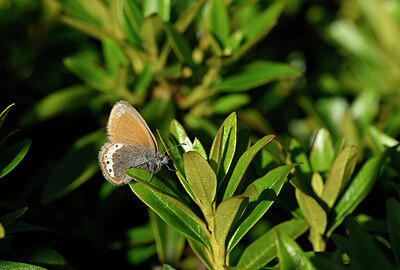 BUITEN BEELD Foto: 449575