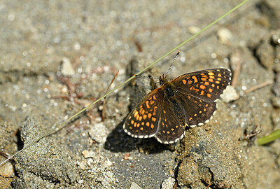 BUITEN BEELD Foto: 449577