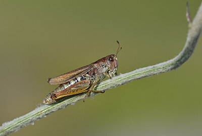 BUITEN BEELD Foto: 449578