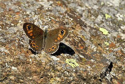 BUITEN BEELD Foto: 449579