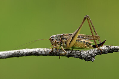 BUITEN BEELD Foto: 449581