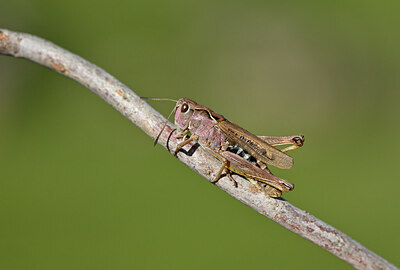 BUITEN BEELD Foto: 449582