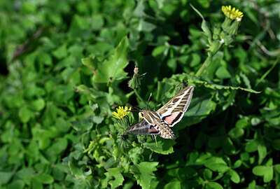 BUITEN BEELD Foto: 449583