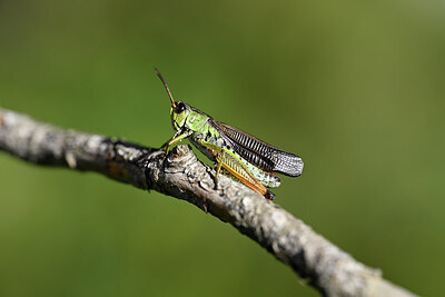 BUITEN BEELD Foto: 449586