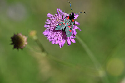 BUITEN BEELD Foto: 449587