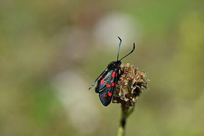 BUITEN BEELD Foto: 449588