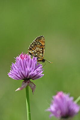 BUITEN BEELD Foto: 449592