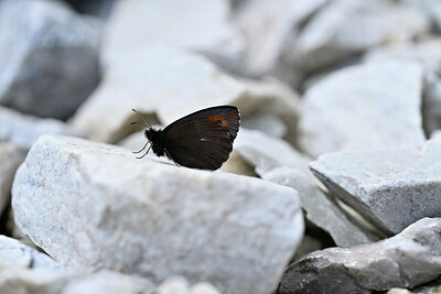 BUITEN BEELD Foto: 449593