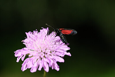 BUITEN BEELD Foto: 449594