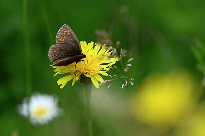 BUITEN BEELD Foto: 449595