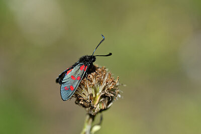 BUITEN BEELD Foto: 449596