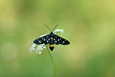 BUITEN BEELD Foto: 449597