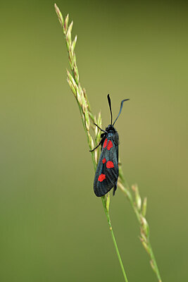 BUITEN BEELD Foto: 449598