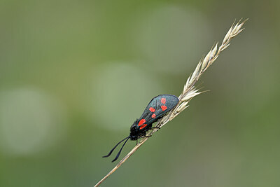 BUITEN BEELD Foto: 449601