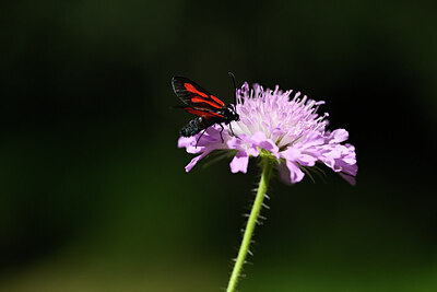 BUITEN BEELD Foto: 449602