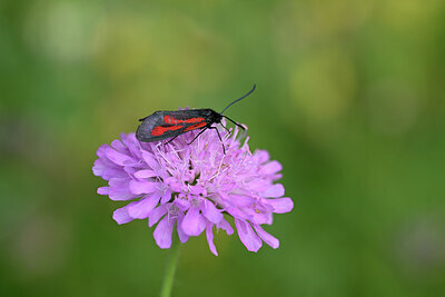 BUITEN BEELD Foto: 449603