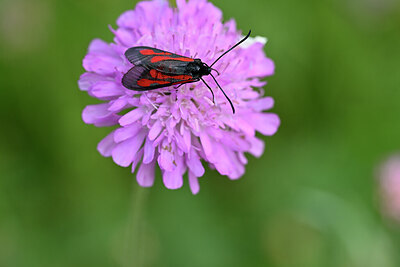 BUITEN BEELD Foto: 449604