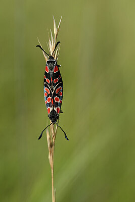 BUITEN BEELD Foto: 449605