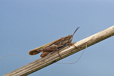 BUITEN BEELD Foto: 449607
